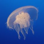 moon-jelly-750813_960_720