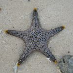 starfish-281734_960_720
