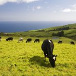 Milk cows eating grass on a green prairie overlooking the Atlantic ocean, Ilha de Sao Miguel (Saint Michael’s Island), Azores, Portugal, April 2008, Portugal