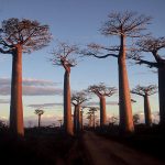 1200px-Madagascar_baobab