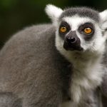 lemur-monkey-common-in-madagascar