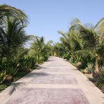 Riu_Garopa_palm_lined_paths,_Sal,_Cape_Verde_Islands_(4334794004)