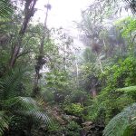 800px-Rain_Forest_of_El_Yunque,_Puerto_Rico