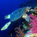1200px-Hawksbill_turtle_at_Elphinstone_Reef,_Red_Sea,_Egypt_(35150034493)
