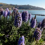 pride-of-madeira-echium-candicans-green-leaved-plant-with-purple-flowers