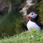 atlantic-puffin-3572284_1920